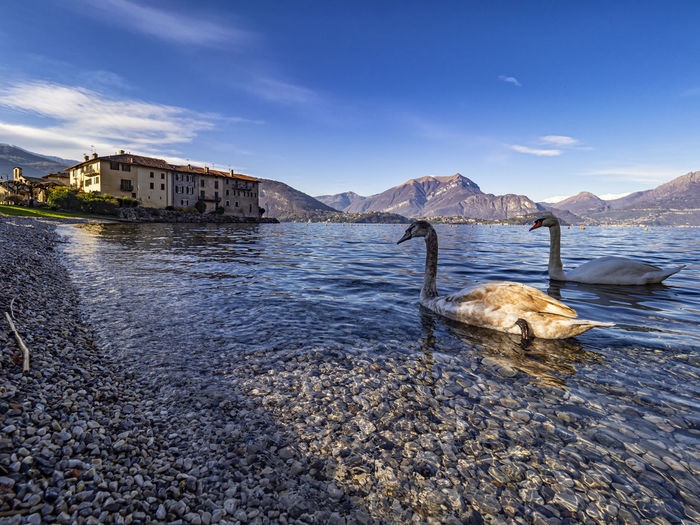 Swans on the lakeside of lierna