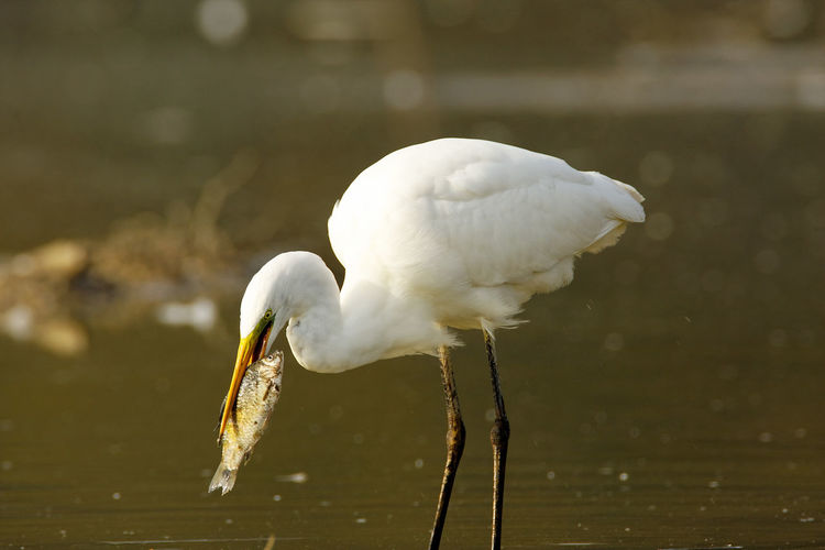 The great egret catching and eating fish in shallow water from crna mlaka