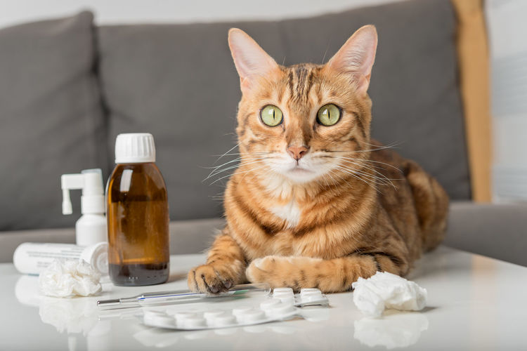 Domestic cat on the table with medicines for colds. virus. medicines for home treatment.