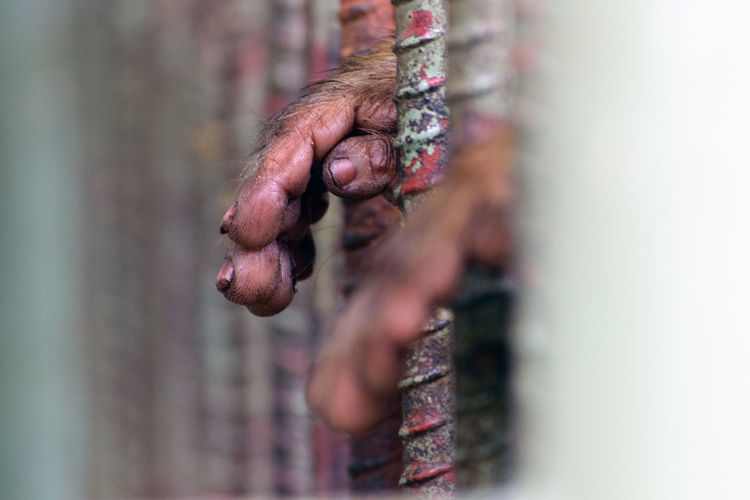 Close-up of animal hand