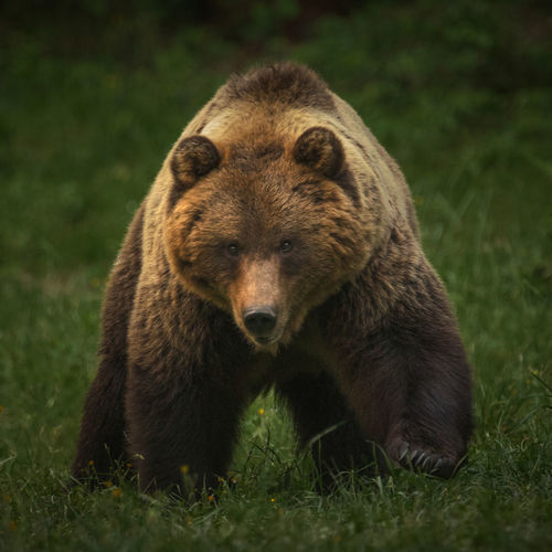 European brown bears in the wild forest.