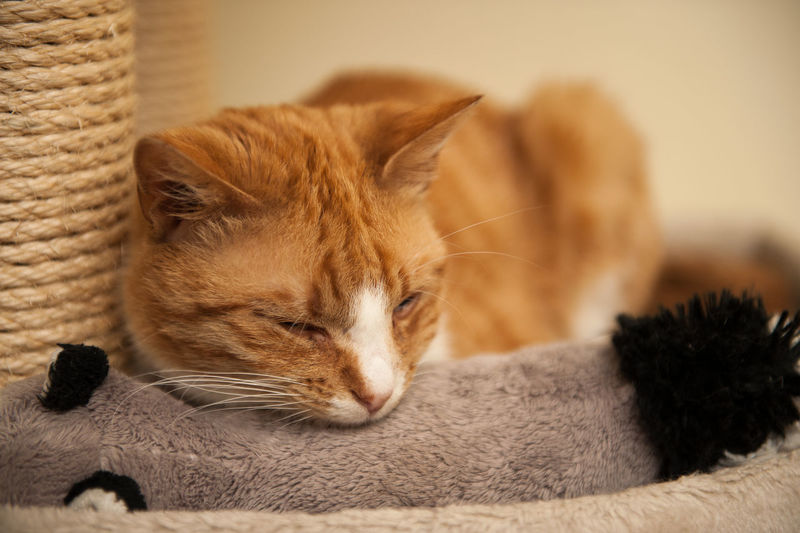 Close-up of cat sleeping