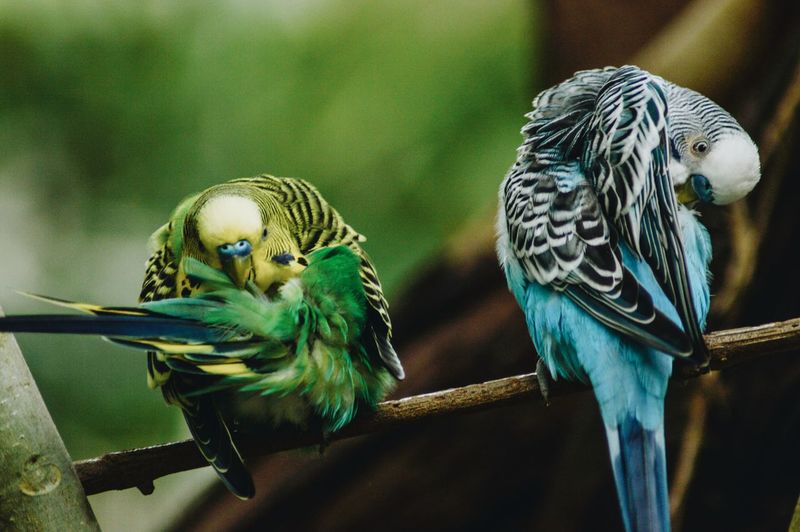 Close-up of parrots perching