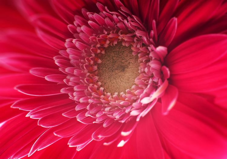 Full frame shot of pink daisy
