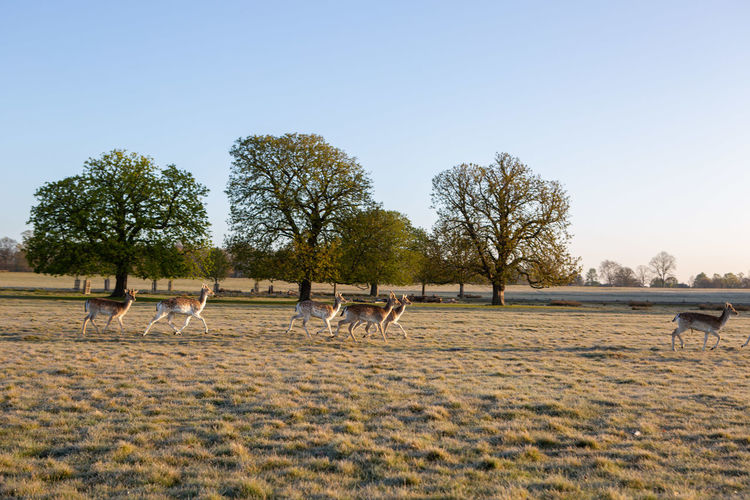 View of horses grazing in a field