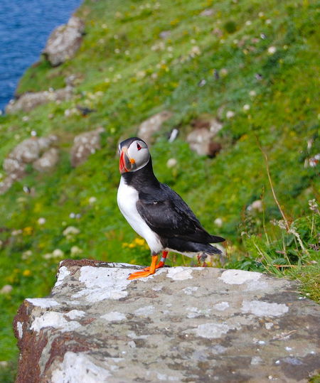 Close-up of bird against blurred background