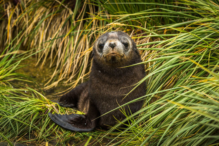 Sweet antarctic fur seal pup in grass