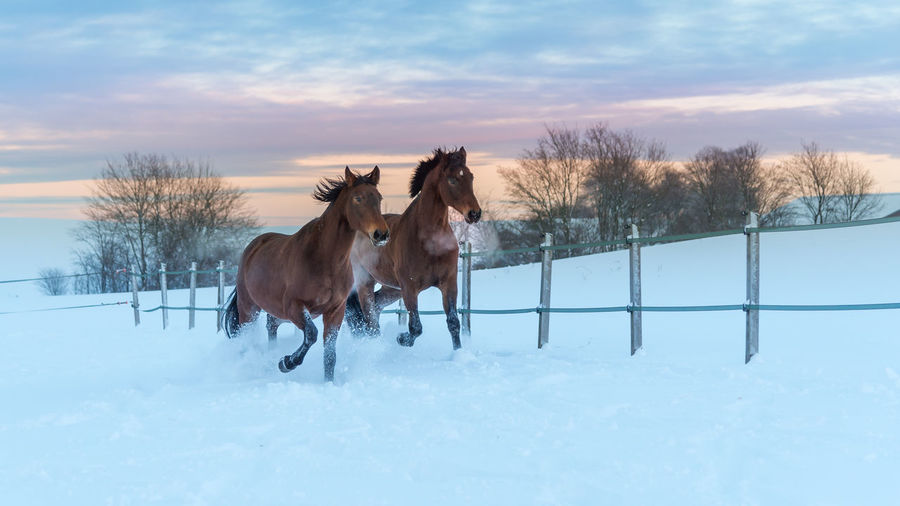Two westphalian horses running through the high snow at dramatic sunset.