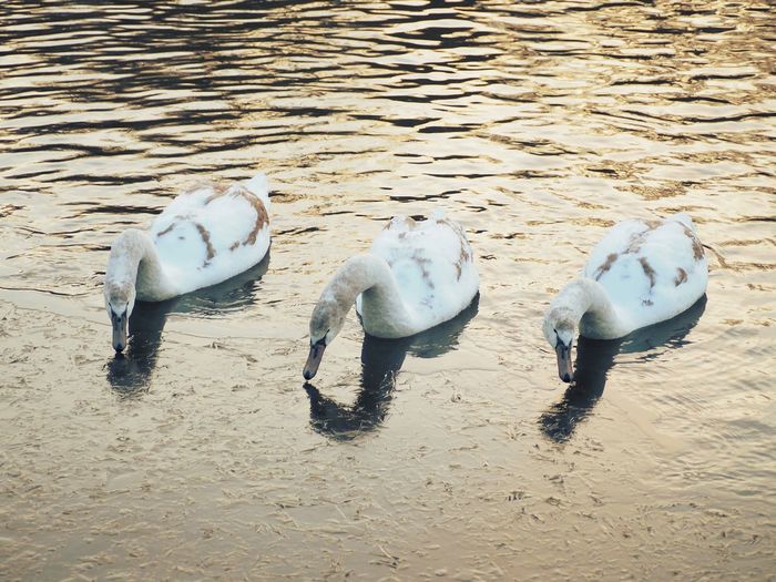 Swans on beach