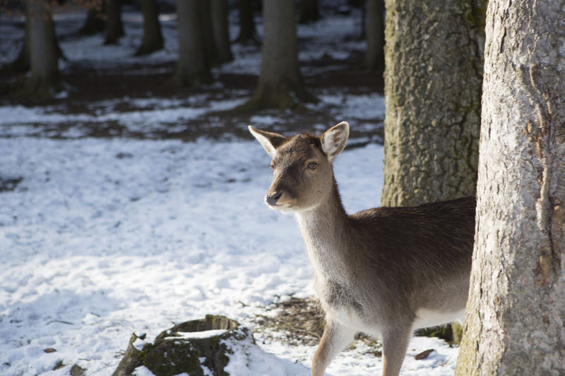 Portrait of a roe deer in the sunlight