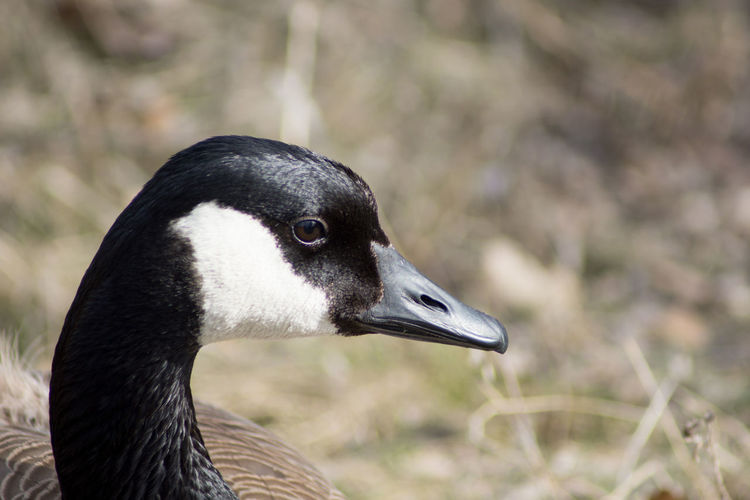 Close-up of a bird