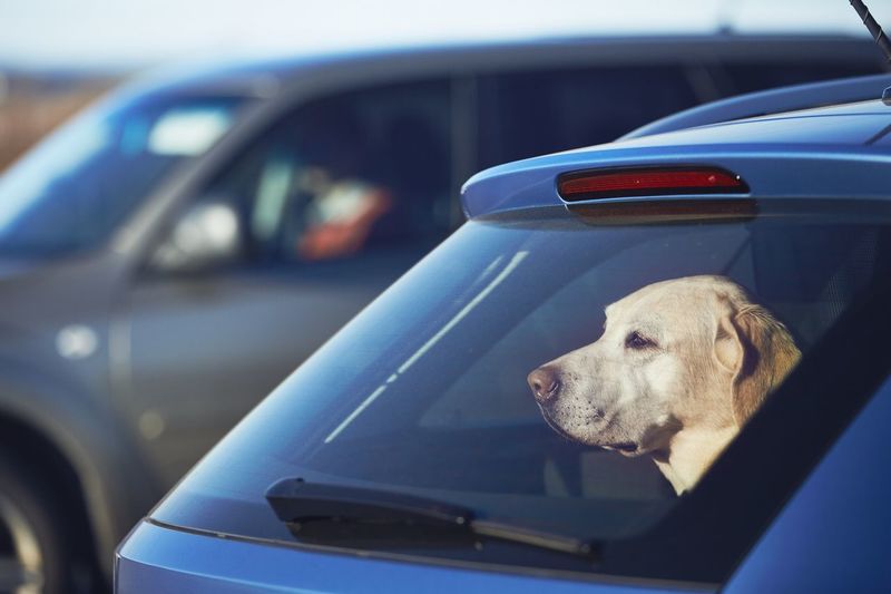 Dog looking through rear windshield in car