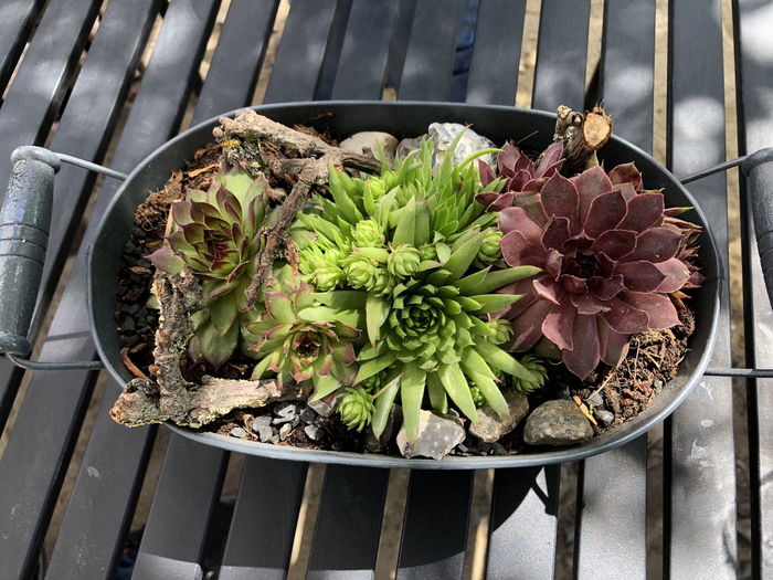 High angle view of potted plant on table