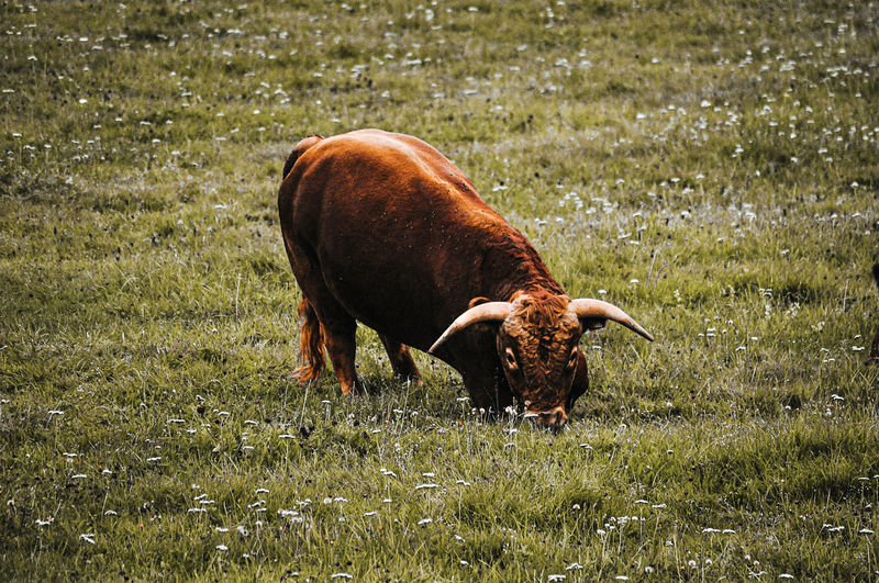 Ox grazing in field