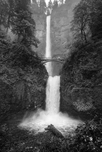 Benson bridge and multnomah falls in forest