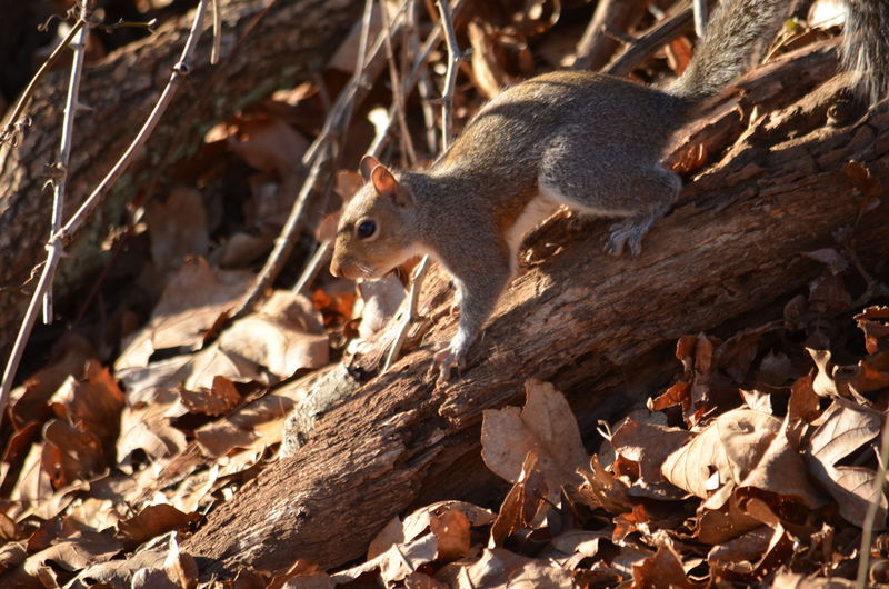 Close-up of squirrel eating tree