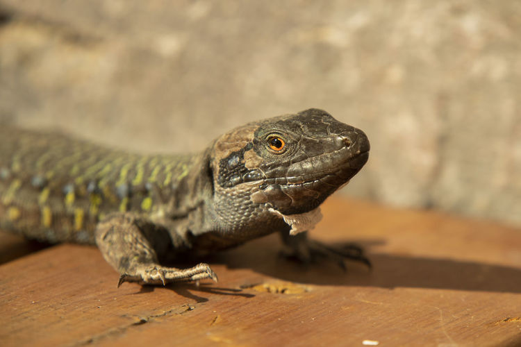 Close-up of lizard on wood