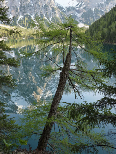 Scenic view of tree by lake