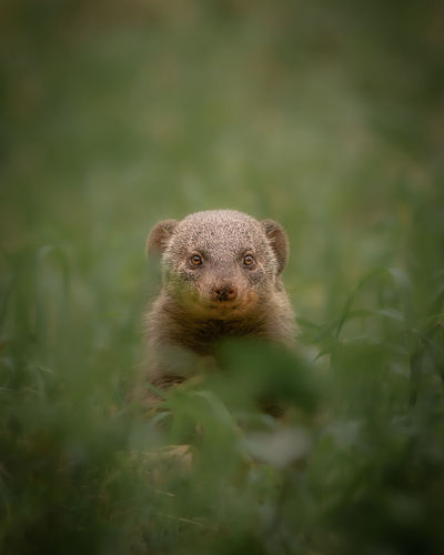 Close up of mongoose 