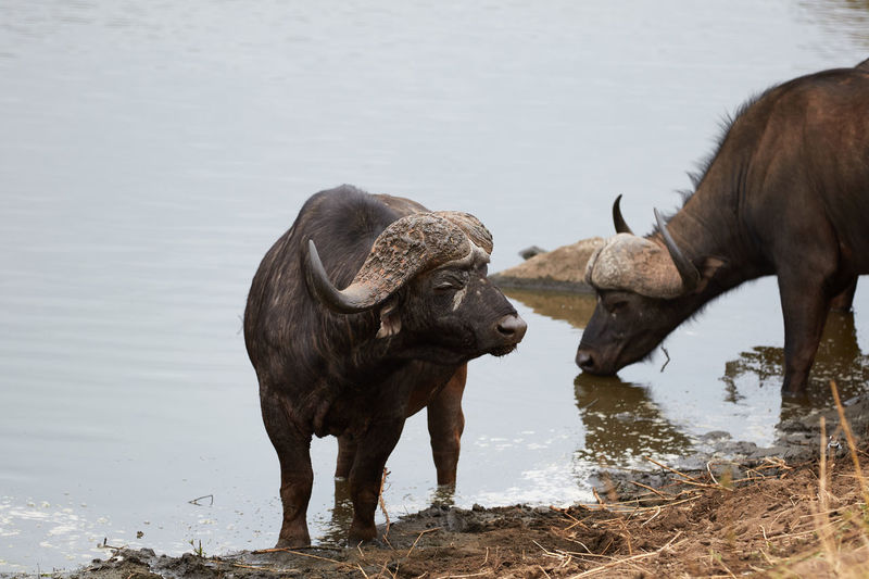 Herd of african buffalo drinking at a waterhole