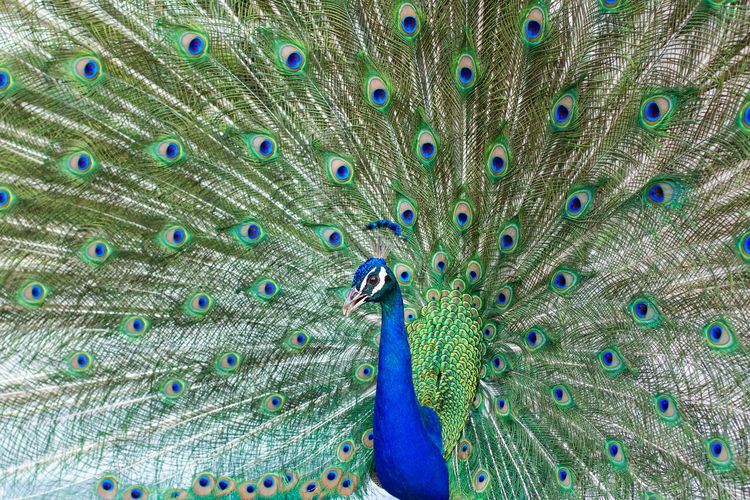 Close-up of peacock