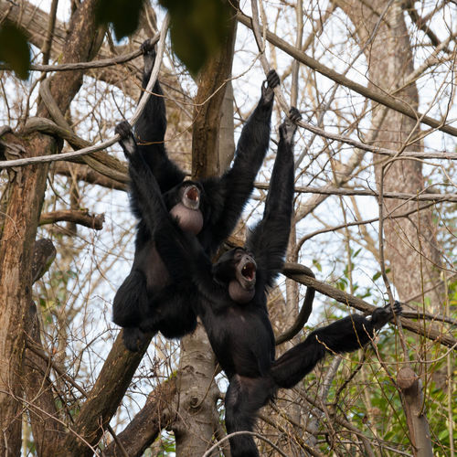 Chimpanzees hanging on bare trees