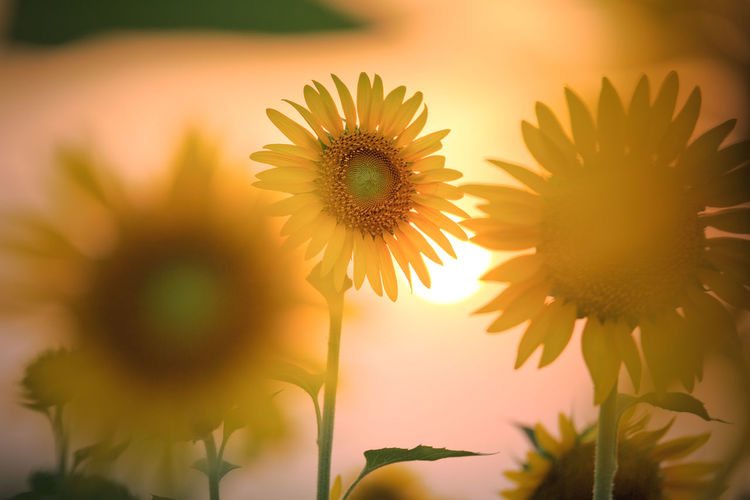 Close-up of sunflower blooming against sky