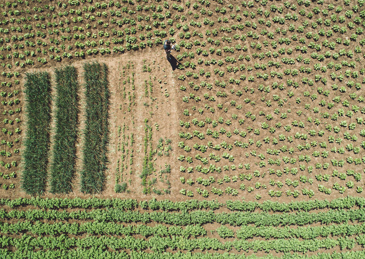 High angle view of man walking on land in farm