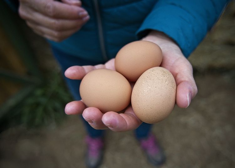 Close-up of hand holding three organic eggs