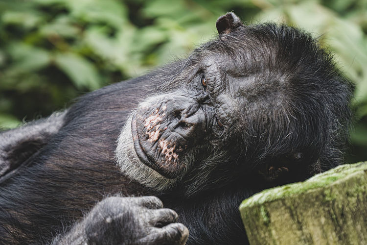 Chimpanzee is resting while in deep thought