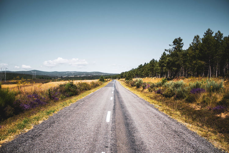 Road in the middle of pine forest and field against blue sky