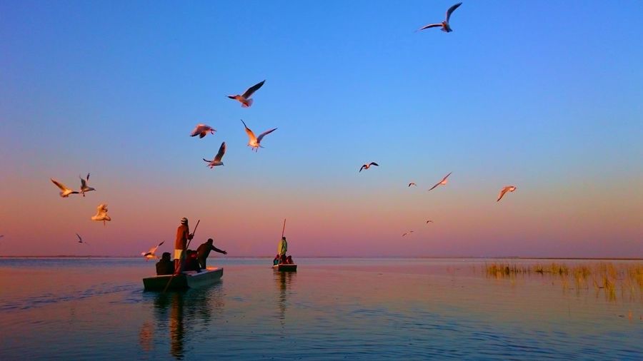 Birds flying over a boat in lake against clear sky