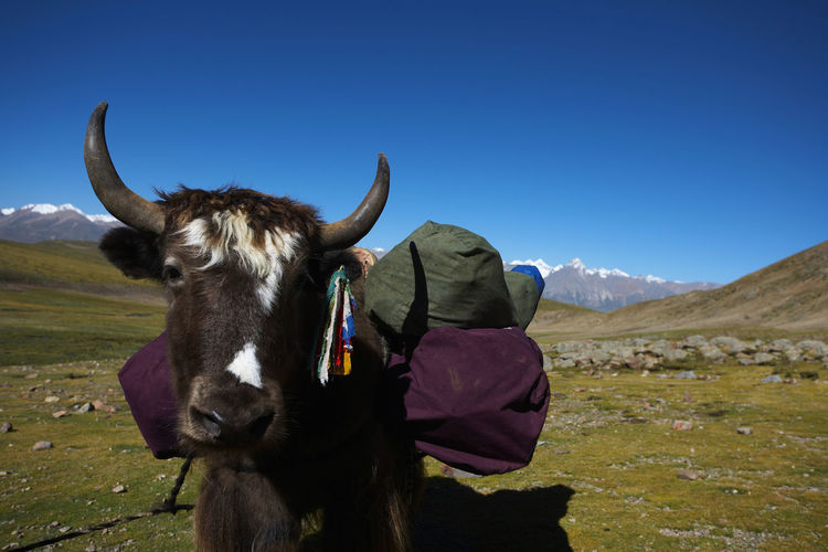 Tibetan yak transporting luggage on a hiking trip in tibet