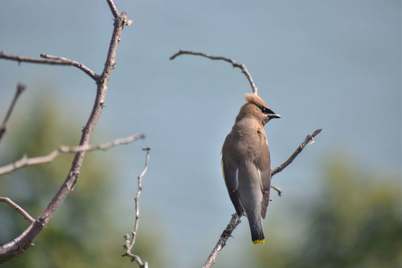 Low angle view of bird perching on branch