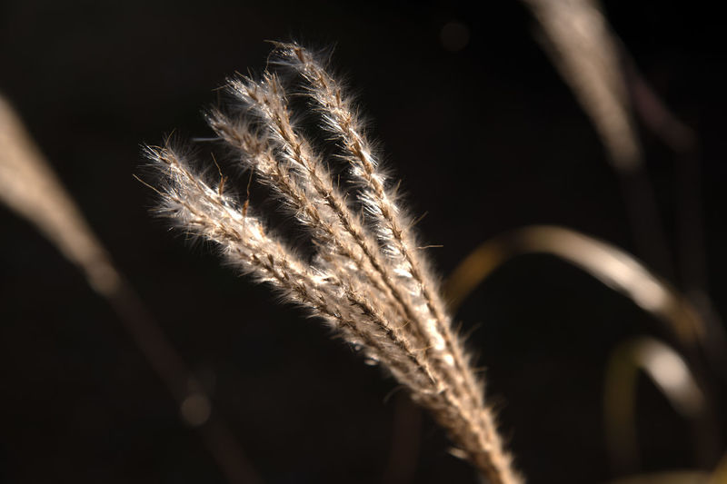 Close-up of plant