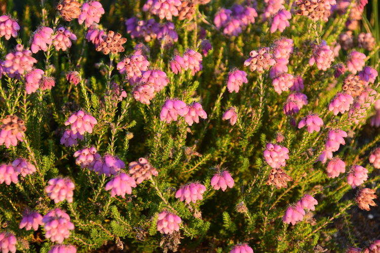 Close-up of pink flowering plants
