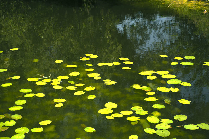 High angle view of water lilies floating on lake