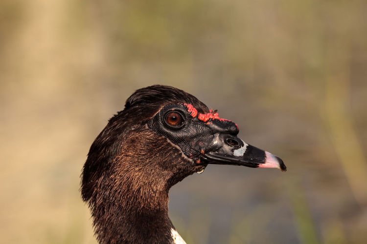 Head of a male muscovy duck cairina moschata in a pond in naples, florida in summer.