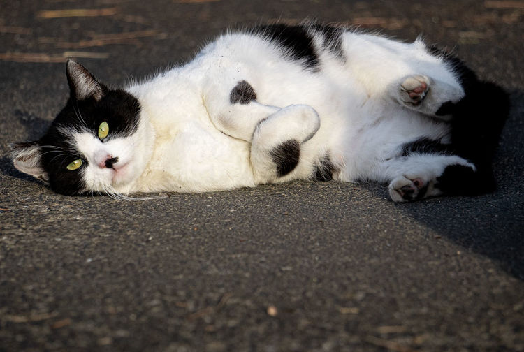 Close-up of a cat resting on street
