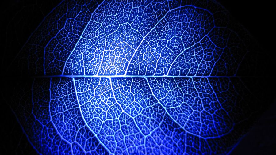 Close-up of blue leaf