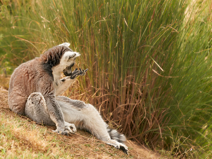 Side view of a panda relaxing on field
