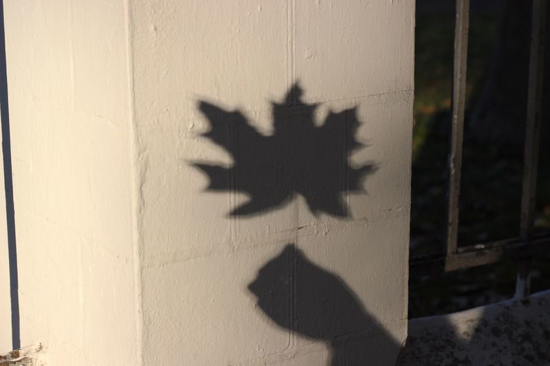 Shadow of people on wall