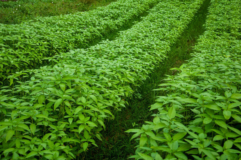 High angle view of green plants growing on field