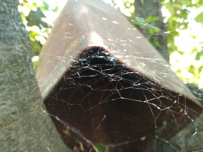 Close-up of spider on web