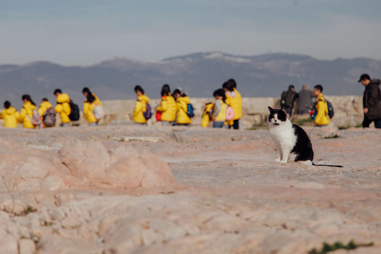 Cat and a group of people at seaside against sky