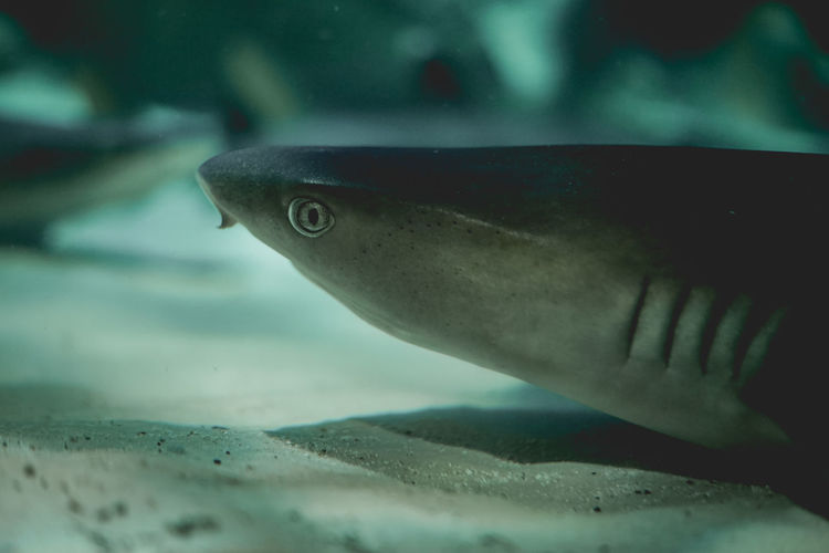 Close-up of shark swimming in aquarium