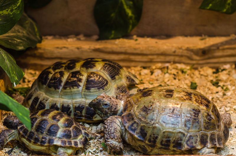 Exotic amphibian turtles in a terrarium