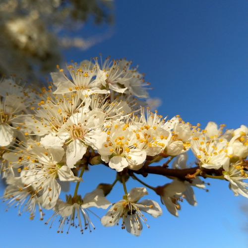 Close-up of white flowering plant against clear blue sky