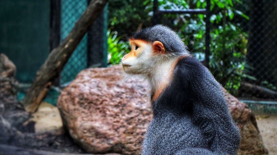 Close-up of monkey sitting at zoo