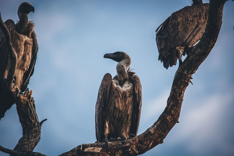 Low angle view of vultures on branch against cloudy sky